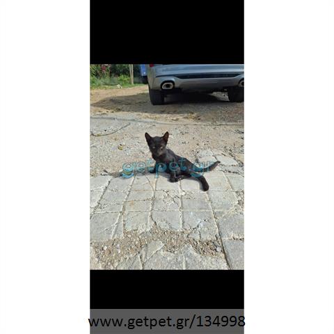 Δίνεται για υιοθεσία - χαρίζεται ημίαιμο γατάκι