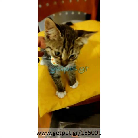 Δίνεται για υιοθεσία - χαρίζεται ημίαιμο γατάκι