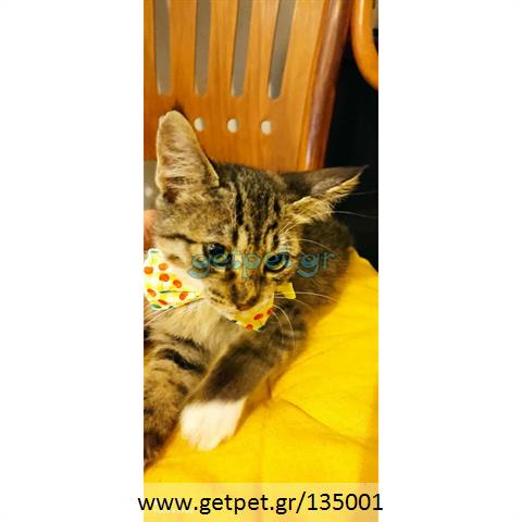 Δίνεται για υιοθεσία - χαρίζεται ημίαιμο γατάκι