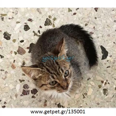 Δίνεται για υιοθεσία - χαρίζεται ημίαιμο γατάκι