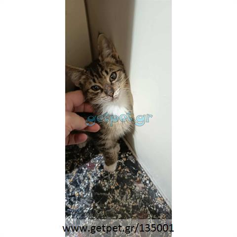 Δίνεται για υιοθεσία - χαρίζεται ημίαιμο γατάκι