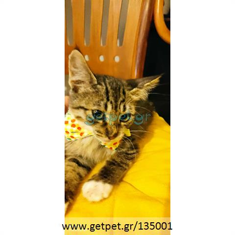 Δίνεται για υιοθεσία - χαρίζεται ημίαιμο γατάκι