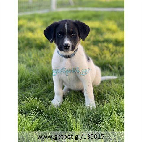 Δίνεται για υιοθεσία - χαρίζεται ημίαιμο κουτάβι