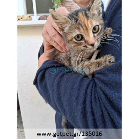 Δίνεται για υιοθεσία - χαρίζεται ημίαιμο γατάκι