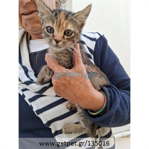 Δίνεται για υιοθεσία - χαρίζεται ημίαιμο γατάκι