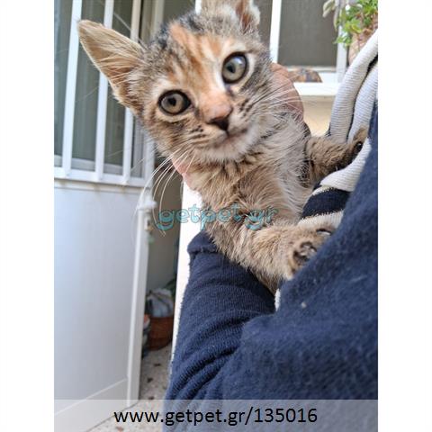 Δίνεται για υιοθεσία - χαρίζεται ημίαιμο γατάκι