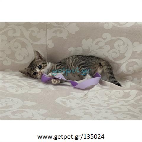 Δίνεται για υιοθεσία - χαρίζεται γατάκι Aegean Cat - Γάτα Αιγαίου