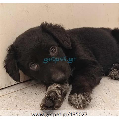 Δίνεται για υιοθεσία - χαρίζεται ημίαιμο κουτάβι