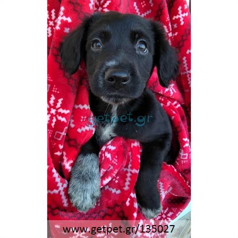 Δίνεται για υιοθεσία - χαρίζεται ημίαιμο κουτάβι