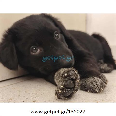 Δίνεται για υιοθεσία - χαρίζεται ημίαιμο κουτάβι