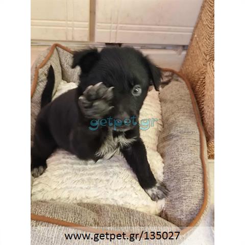 Δίνεται για υιοθεσία - χαρίζεται ημίαιμο κουτάβι