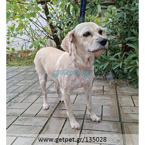 Δίνεται για υιοθεσία - χαρίζεται ημίαιμη σκυλίτσα Griffon - Γκριφόν