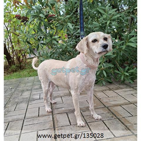 Δίνεται για υιοθεσία - χαρίζεται ημίαιμη σκυλίτσα Griffon - Γκριφόν