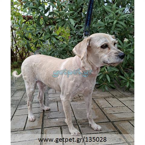 Δίνεται για υιοθεσία - χαρίζεται ημίαιμη σκυλίτσα Griffon - Γκριφόν