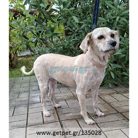 Δίνεται για υιοθεσία - χαρίζεται ημίαιμη σκυλίτσα Griffon - Γκριφόν