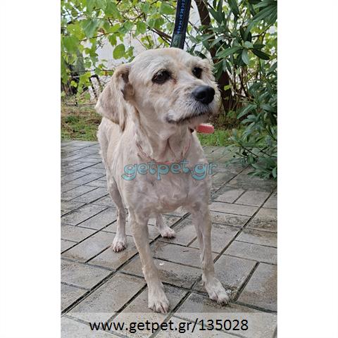 Δίνεται για υιοθεσία - χαρίζεται ημίαιμη σκυλίτσα Griffon - Γκριφόν