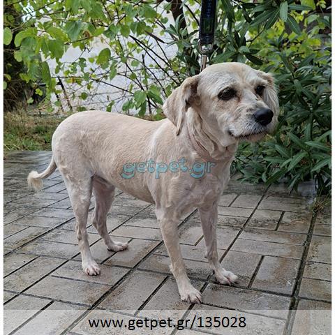 Δίνεται για υιοθεσία - χαρίζεται ημίαιμη σκυλίτσα Griffon - Γκριφόν