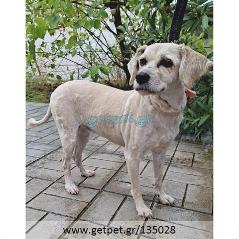 Δίνεται για υιοθεσία - χαρίζεται ημίαιμη σκυλίτσα Griffon - Γκριφόν