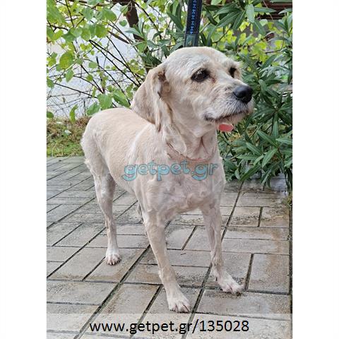 Δίνεται για υιοθεσία - χαρίζεται ημίαιμη σκυλίτσα Griffon - Γκριφόν