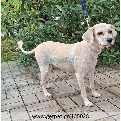 Δίνεται για υιοθεσία - χαρίζεται ημίαιμη σκυλίτσα Griffon - Γκριφόν