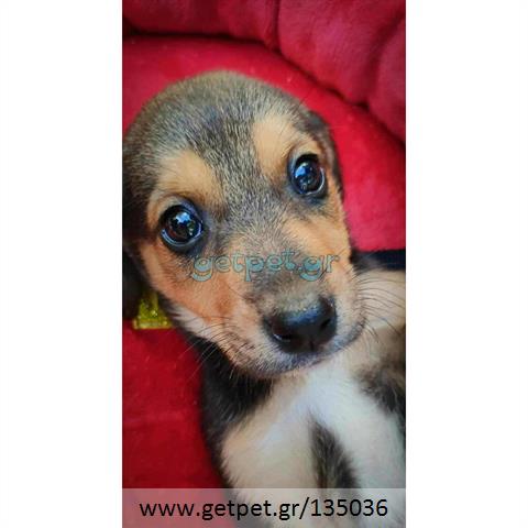 Δίνεται για υιοθεσία - χαρίζεται ημίαιμο κουτάβι