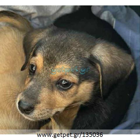 Δίνεται για υιοθεσία - χαρίζεται ημίαιμο κουτάβι