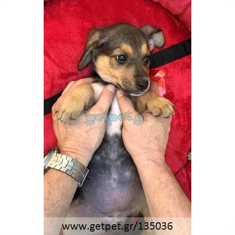 Δίνεται για υιοθεσία - χαρίζεται ημίαιμο κουτάβι