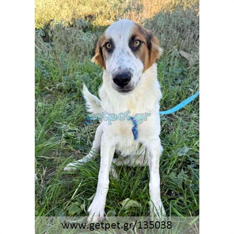 Δίνεται για υιοθεσία - χαρίζεται ημίαιμος σκυλάκος