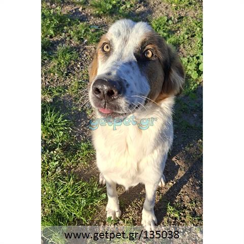 Δίνεται για υιοθεσία - χαρίζεται ημίαιμος σκυλάκος