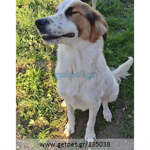 Δίνεται για υιοθεσία - χαρίζεται ημίαιμος σκυλάκος