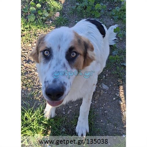 Δίνεται για υιοθεσία - χαρίζεται ημίαιμος σκυλάκος