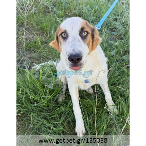 Δίνεται για υιοθεσία - χαρίζεται ημίαιμος σκυλάκος