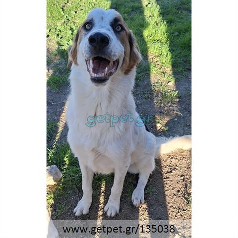 Δίνεται για υιοθεσία - χαρίζεται ημίαιμος σκυλάκος