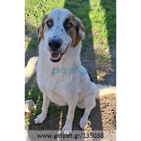 Δίνεται για υιοθεσία - χαρίζεται ημίαιμος σκυλάκος