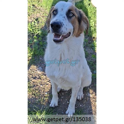 Δίνεται για υιοθεσία - χαρίζεται ημίαιμος σκυλάκος