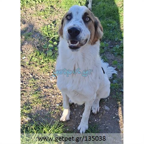 Δίνεται για υιοθεσία - χαρίζεται ημίαιμος σκυλάκος