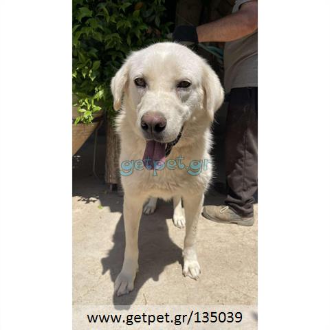 Δίνεται για υιοθεσία - χαρίζεται ημίαιμη σκυλίτσα Labrador Retriever - Λαμπραντόρ Ριτρίβερ
