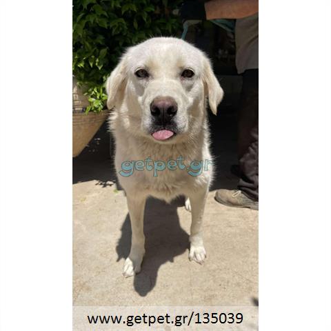 Δίνεται για υιοθεσία - χαρίζεται ημίαιμη σκυλίτσα Labrador Retriever - Λαμπραντόρ Ριτρίβερ