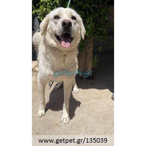 Δίνεται για υιοθεσία - χαρίζεται ημίαιμη σκυλίτσα Labrador Retriever - Λαμπραντόρ Ριτρίβερ