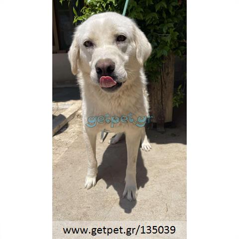 Δίνεται για υιοθεσία - χαρίζεται ημίαιμη σκυλίτσα Labrador Retriever - Λαμπραντόρ Ριτρίβερ