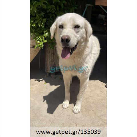 Δίνεται για υιοθεσία - χαρίζεται ημίαιμη σκυλίτσα Labrador Retriever - Λαμπραντόρ Ριτρίβερ