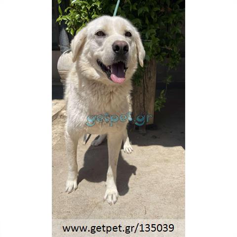 Δίνεται για υιοθεσία - χαρίζεται ημίαιμη σκυλίτσα Labrador Retriever - Λαμπραντόρ Ριτρίβερ