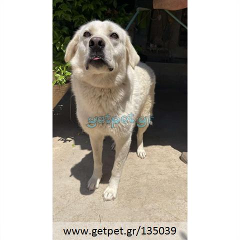 Δίνεται για υιοθεσία - χαρίζεται ημίαιμη σκυλίτσα Labrador Retriever - Λαμπραντόρ Ριτρίβερ