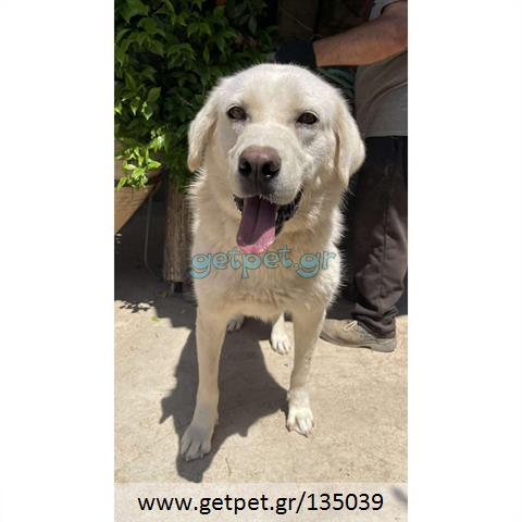 Δίνεται για υιοθεσία - χαρίζεται ημίαιμη σκυλίτσα Labrador Retriever - Λαμπραντόρ Ριτρίβερ
