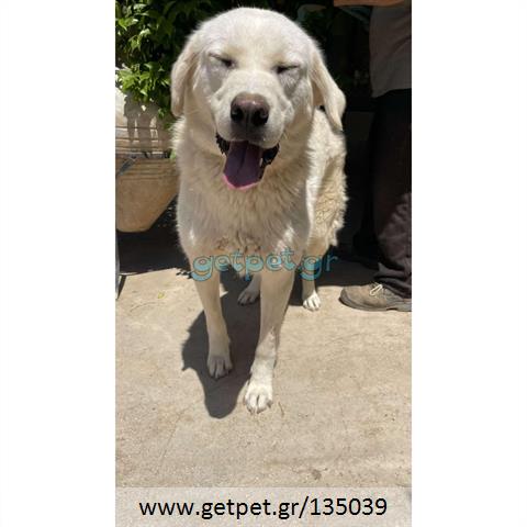 Δίνεται για υιοθεσία - χαρίζεται ημίαιμη σκυλίτσα Labrador Retriever - Λαμπραντόρ Ριτρίβερ