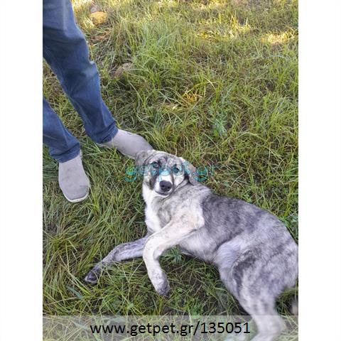 Δίνεται για υιοθεσία - χαρίζεται ημίαιμη σκυλίτσα