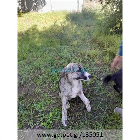 Δίνεται για υιοθεσία - χαρίζεται ημίαιμη σκυλίτσα