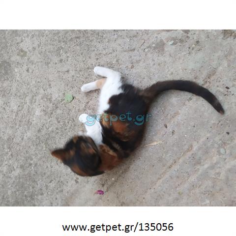 Δίνεται για υιοθεσία - χαρίζεται ημίαιμο γατάκι