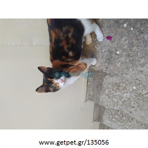 Δίνεται για υιοθεσία - χαρίζεται ημίαιμο γατάκι
