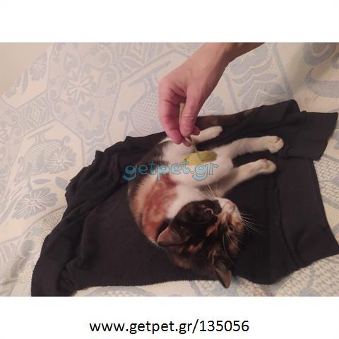 Δίνεται για υιοθεσία - χαρίζεται ημίαιμο γατάκι